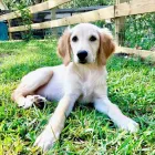 Business 2 image THE CALM K9 in Ocoee FL