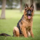 Business 5 image THE CALM K9 in Ocoee FL