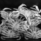 Business 2 image THE GROTTO Seafood Restaurants in San Francisco CA