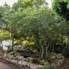 Business 9 image THE TOOTH DOCTOR Offices of Dentists in Tampa FL