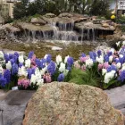 Business 5 image TIMBERLINE GARDENS LANDSCAPING INC in Wheat Ridge CO