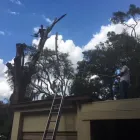 Business 1 image TREE BOSS in Tampa FL