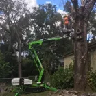 Business 2 image TREE BOSS in Tampa FL
