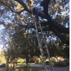 Business 3 image TREE BOSS in Tampa FL