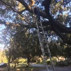 Business 4 image TREE BOSS in Tampa FL