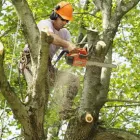 Business 4 image TREE SERVICE CUTTING & REMOVAL Tree Service in New York NY