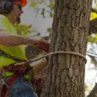 Business 1 image TREE SERVICE CUTTING & REMOVAL in New York NY