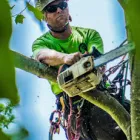 Business 1 image TREE SERVICE CUTTING & REMOVAL Tree Service in New York NY
