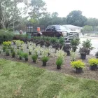 Business 2 image TROPICAL LAWN CARE INC Tree Trimming Service in Tampa FL