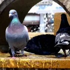 Business 1 image UC PEST CONTROL Termite Inspection in San Diego CA