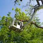 Business 1 image URBAN TREE SERVICE SAN DIEGO Tree Service Company in San Diego CA