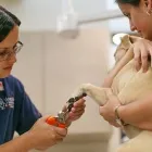 Business 3 image VETERINARY HEALTHCARE ASSOCIATES in Winter Haven FL