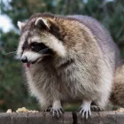 Business 3 image WEASEL WILDLIFE CONTROL EXPERTS in Buffalo NY