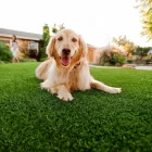 Business 1 image WEEDCO Weed Control in Tucson AZ
