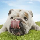 Business 2 image WELLPET Pet Services in Miami FL