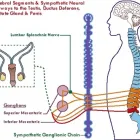 Business 5 image WEST LOS ANGELES CHIROPRACTIC Â® Chiropractors & Chiropractic Services in Los Angeles CA