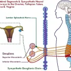 Business 6 image WEST LOS ANGELES CHIROPRACTIC Â® Chiropractors & Chiropractic Services in Los Angeles CA