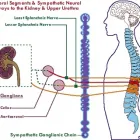 Business 2 image WEST LOS ANGELES CHIROPRACTIC Â® Chiropractors & Chiropractic Services in Los Angeles CA