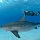 Business 7 image WOODS & WATER OUTDOOR SPORTS CENTER Sports Clubs in Brandon FL