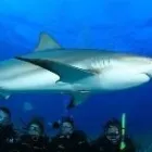 Business 8 image WOODS & WATER OUTDOOR SPORTS CENTER Sports Clubs in Brandon FL