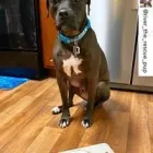 Business 1 image WOOF GANG BAKERY & GROOMING CONWAY Pet Supply Store in Orlando FL