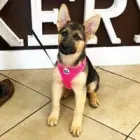 Business 3 image WOOF GANG BAKERY & GROOMING CONWAY Pet Supply Store in Orlando FL