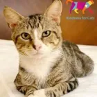 Business 4 image WOOF GANG BAKERY & GROOMING CONWAY Pet Supply Store in Orlando FL