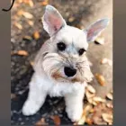 Business 5 image WOOF GANG BAKERY & GROOMING CONWAY Pet Supply Store in Orlando FL