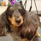 Business 6 image WOOF GANG BAKERY & GROOMING CONWAY Pet Supply Store in Orlando FL