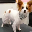 Business 8 image WOOF GANG BAKERY & GROOMING CONWAY Pet Supply Store in Orlando FL