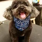 Business 10 image WOOF GANG BAKERY & GROOMING CONWAY Pet Supply Store in Orlando FL