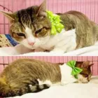 Business 11 image WOOF GANG BAKERY & GROOMING CONWAY Pet Supply Store in Orlando FL