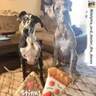 Business 12 image WOOF GANG BAKERY & GROOMING CONWAY Pet Supply Store in Orlando FL