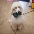 Business 14 image WOOF GANG BAKERY & GROOMING CONWAY Pet Supply Store in Orlando FL