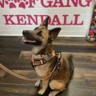 Business 1 image WOOF GANG BAKERY & GROOMING KENDALL Pet Supply Store in Miami FL