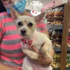 Business 3 image WOOF GANG BAKERY & GROOMING KENDALL Pet Supply Store in Miami FL