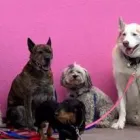 Business 6 image WOOF GANG BAKERY & GROOMING KENDALL Pet Supply Store in Miami FL