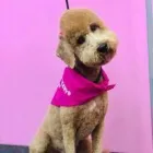 Business 9 image WOOF GANG BAKERY & GROOMING KENDALL Pet Supply Store in Miami FL