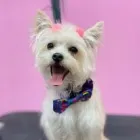 Business 10 image WOOF GANG BAKERY & GROOMING KENDALL Pet Supply Store in Miami FL