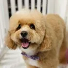 Business 12 image WOOF GANG BAKERY & GROOMING KENDALL Pet Supply Store in Miami FL