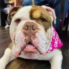 Business 14 image WOOF GANG BAKERY & GROOMING KENDALL Pet Supply Store in Miami FL