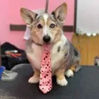 Business 2 image WOOF GANG BAKERY & GROOMING LAKE MARY in Lake Mary FL