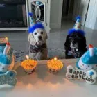 Business 3 image WOOF GANG BAKERY & GROOMING LAKE MARY in Lake Mary FL