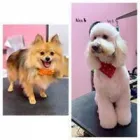 Business 4 image WOOF GANG BAKERY & GROOMING LAKE MARY in Lake Mary FL