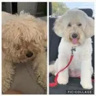 Business 5 image WOOF GANG BAKERY & GROOMING LAKE MARY in Lake Mary FL