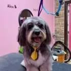 Business 6 image WOOF GANG BAKERY & GROOMING LAKE MARY in Lake Mary FL