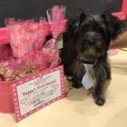 Business 7 image WOOF GANG BAKERY & GROOMING LAKE MARY in Lake Mary FL