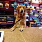 Business 8 image WOOF GANG BAKERY & GROOMING LAKE MARY in Lake Mary FL