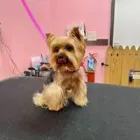 Business 9 image WOOF GANG BAKERY & GROOMING LAKE MARY in Lake Mary FL