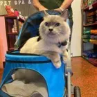 Business 10 image WOOF GANG BAKERY & GROOMING LAKE MARY in Lake Mary FL